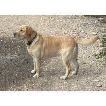   DogOil probiotikumos ecsetelő, fogkőképződés ellen, kutyáknak