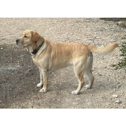 DogOil probiotikumos ecsetelő, fogkőképződés ellen, kutyáknak